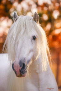 Pet Portrait Photoshoot